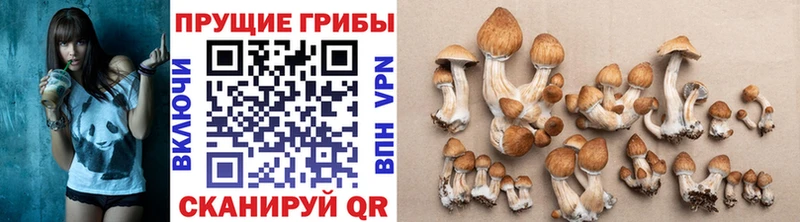 Псилоцибиновые грибы Magic Shrooms  hydra маркетплейс  Первомайск  наркота 